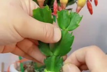 以鼠尾掌嫁接为主题的全面指南（从嫁接的基本原理到技巧要点，一文了解鼠尾掌嫁接的全过程）