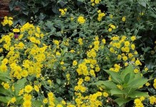 菊花的冬季生存之道（室外菊花怎样渡过严寒的冬天）