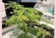 如何有效防治文竹召小飞虫（解决文竹召小飞虫问题的有效方法）