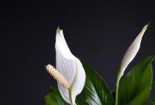 白掌花为什么变绿了？（探寻白掌花变绿的原因及解决办法）