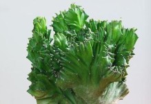 玉麒麟烂茎的养护秘籍（如何正确养护玉麒麟烂茎，打造美丽盆景）