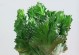 玉麒麟烂茎的养护秘籍（如何正确养护玉麒麟烂茎，打造美丽盆景）