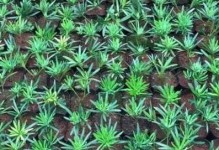 以罗汉松扦插假生为主题的繁殖方法与技巧（从种植到成活，教你如何成功繁殖罗汉松插假生）