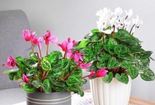 冬季如何养护室内花卉（让你的室内花卉在寒冷冬季依然鲜艳绽放）