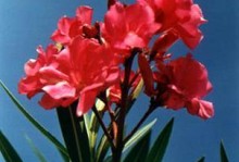 菊花是合瓣花吗？（揭秘菊花的花瓣结构及分类）