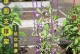 金鸡菊种植指南（打造美丽的金鸡菊花园，一起来搭建架子吧！）