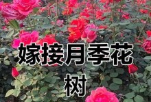 树月季养殖方法和注意事项（打造优美的树月季花园，全面掌握种植技巧）