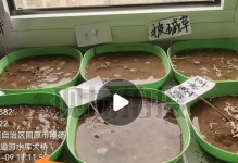 如何种植优质的柴胡（种植时间、种子选择和肥料施用技巧）