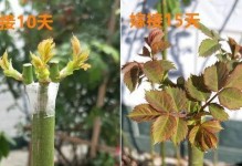 茶花底部长出根的处理方法（如何正确应对茶花底部长根问题）
