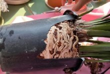 如何处理以蕙兰烂根的问题？（挽救蕙兰的关键方法和技巧）