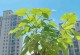 水生红薯的养殖技巧（打造高产优质的水生红薯园）