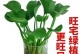 打造舒适客厅的绿色角落（以水培植物装点客厅，缔造自然之美）