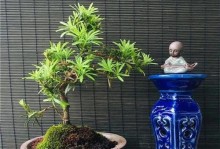 家庭养殖罗汉松的技巧（种植、养护与繁殖指南）