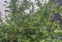 家庭绿宝石的种植与护理指南（打造绿色家居空间，一起种植属于自己的绿宝石）
