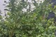 家庭绿宝石的种植与护理指南（打造绿色家居空间，一起种植属于自己的绿宝石）