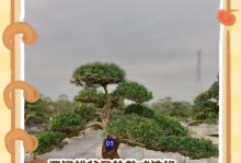罗汉松盆栽施肥方法与技巧（打造健康美丽的罗汉松盆栽，从正确施肥开始）