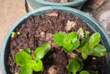 探秘刚入冬季长寿花的繁殖之道（揭秘以扦插为主要方式繁衍长寿花的秘密）