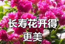 如何让长寿花开花更多（掌握关键技巧，打造繁花盛景）