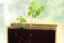 胡萝卜种子催芽方法详解（浸泡催芽和纸巾催芽两种方法，快速发芽，助你成功种植胡萝卜）