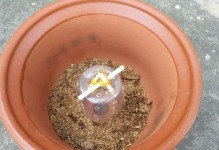 莲花不开花的原因与解决方法（揭秘莲花不开花的8大原因及有效解决办法）