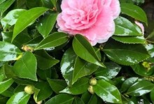 喜阴花卉大揭秘！（盘点10种适合在阴暗环境下生长的美丽花卉）