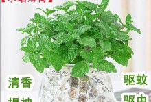 扞插薄荷种植（探究不同种植方式的优缺点）