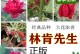 林肯先生月季的优缺点（一朵美丽的花与历史名人的传奇）