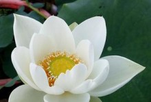 荷花种植（探究荷花生长环境的影响因素，分析水培与土培的优劣势）