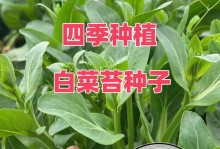 如何选择优质的白菜种子