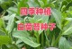 如何选择优质的白菜种子