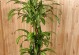 探讨以巴西木叶子黄了的处理方法（保护植物健康、维护生态平衡的关键措施）
