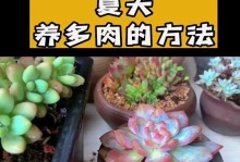 多肉植物施肥指南（掌握合理施肥技巧，助您打造多肉盛景）