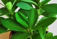 如何让虎刺茎叶壮硕生长？（养护技巧和注意事项）