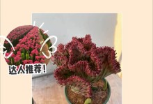 金麒麟养殖技巧与经验分享（掌握养殖金麒麟的关键诀窍，助你事半功倍）