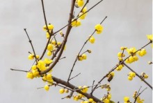 腊梅——既是树又是花（探究腊梅的生态与品种）