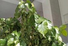 幸福树的根怎么了修剪？（打造健康茁壮的幸福树根系）