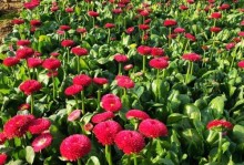 雏菊夏季高温养殖技巧（打造繁花盛开的雏菊花坛，关键在于科学养殖和合理管理）