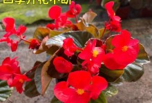 冬天如何将玻璃翠花移至室内保护？（室内养护关键步骤及注意事项）