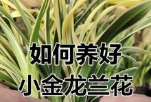 兰花烂心的补救措施及技巧（如何修复兰花烂心问题，保存植物的健康与美丽）