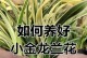 兰花烂心的补救措施及技巧（如何修复兰花烂心问题，保存植物的健康与美丽）