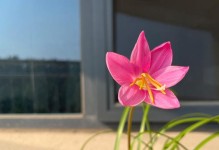 红叶过长，如何处理？（控制红叶生长的关键方法及技巧）