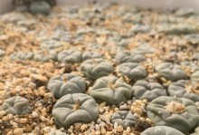 仙人球老化的原因及应对方法（探究仙人球老化现象，掌握科学养护技巧）