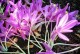 探秘藏红花开花的魅力（颜色斑斓的藏红花开花之谜）