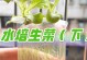 生菜的生长周期与栽培技巧（从种植到收获，了解生菜的全过程）