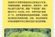 龙须树叶子脏了怎么办？护叶小妙招大公开（清洁龙须树叶子的有效方法，让你的植物焕发生机）