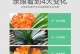君子兰的养殖方法和施肥技巧（培育优质君子兰，从养殖和施肥着手）