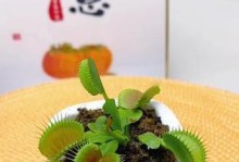食蝇草的养殖技巧与注意事项（一起探索如何正确养护这种神奇的植物吧！）