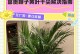 椰子变黄怎么办？（保持椰子的新鲜颜色，尽在这里！）