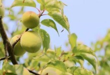 青梅成熟季节（盼青梅，盼夏天）