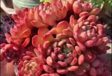 红宝石多肉的多头繁殖奥秘（探寻红宝石多肉如何培育出多个头部生长点）